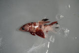 Koi Galaxy  Plakat Female Betta (ID#801-F516) Free2Day SHIPPING