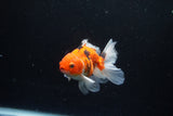 Juvenile Thai Oranda  Sakura 3.5 Inch (ID#1217To12c-82) Free2Day SHIPPING