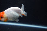 Juvenile Lionchu  Red White 3.5 Inch (ID#304R11b-21) Free2Day SHIPPING