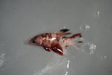 Koi Galaxy  Plakat Female Betta (ID#801-F516) Free2Day SHIPPING