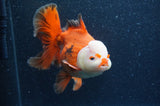 Thai Oranda  Red White 6.5 Inch (ID#404T7b-92)