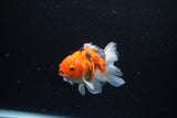 Juvenile Thai Oranda  Sakura 3.5 Inch (ID#1217To12c-82) Free2Day SHIPPING