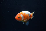 Baby Ranchu  Sakura 2.5 Inch (ID#1129R9c-46) Free2Day SHIPPING