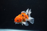 Juvenile Thai Oranda  Sakura 3.5 Inch (ID#1217To12c-82) Free2Day SHIPPING