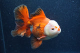 Thai Oranda  Red White 6.5 Inch (ID#404T7b-92)