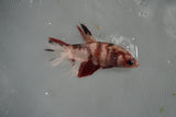 Koi Galaxy  Plakat Female Betta (ID#801-F516) Free2Day SHIPPING