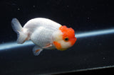 Juvenile Lionchu  Red White 3.5 Inch (ID#304R11b-21) Free2Day SHIPPING