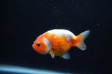 Baby Ranchu  Sakura 2.5 Inch (ID#1129R9c-46) Free2Day SHIPPING