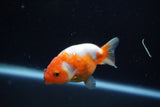 Baby Ranchu  Sakura 2.5 Inch (ID#1129R9c-46) Free2Day SHIPPING