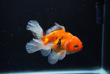 Juvenile Thai Oranda  Sakura 3.5 Inch (ID#1217To12c-82) Free2Day SHIPPING