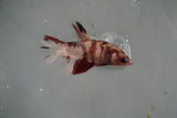 Koi Galaxy  Plakat Female Betta (ID#801-F516) Free2Day SHIPPING