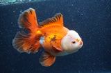 Thai Oranda  Red White 6.5 Inch (ID#404T7b-92)