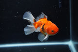 Juvenile Thai Oranda  Sakura 3.5 Inch (ID#1217To12c-82) Free2Day SHIPPING