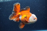 Thai Oranda  Red White 6.5 Inch (ID#404T7b-92)