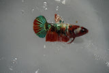 Koi Galaxy  Plakat Female Betta (ID#801-F517) Free2Day SHIPPING