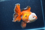 Thai Oranda  Red White 6.5 Inch (ID#404T7b-92)
