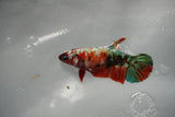 Koi Galaxy  Plakat Female Betta (ID#801-F517) Free2Day SHIPPING