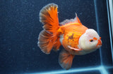 Thai Oranda  Red White 6.5 Inch (ID#404T7b-92)