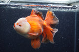 Thai Oranda  Red White 6.5 Inch (ID#404T7b-92)