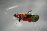 Koi Galaxy  Plakat Female Betta (ID#801-F517) Free2Day SHIPPING