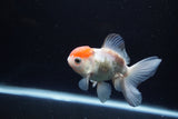 Juvenile Thai Oranda  Red White 4 Inch (ID#1217To12c-83) Free2Day SHIPPING