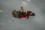 Koi Galaxy  Plakat Female Betta (ID#801-F517) Free2Day SHIPPING