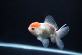 Juvenile Thai Oranda  Red White 4 Inch (ID#1217To12c-83) Free2Day SHIPPING