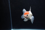 Juvenile Thai Oranda  Red White 4 Inch (ID#1217To12c-83) Free2Day SHIPPING