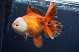 Thai Oranda  Red White 6.5 Inch (ID#404T7b-92)