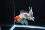 Juvenile Thai Oranda  Red White 4 Inch (ID#1217To12c-83) Free2Day SHIPPING