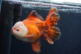 Thai Oranda  Red White 6.5 Inch (ID#404T7b-92)
