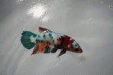 Candy Koi   Plakat Female Betta (ID#801-F518) Free2Day SHIPPING