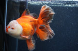 Thai Oranda  Red White 6.5 Inch (ID#404T7b-92)