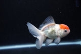 Juvenile Thai Oranda  Red White 4 Inch (ID#1217To12c-83) Free2Day SHIPPING