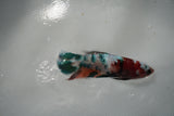 Candy Koi   Plakat Female Betta (ID#801-F518) Free2Day SHIPPING