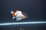 Baby Thai Oranda  Tricolor 3 Inch (ID#1101ToPTA-32) Free2Day SHIPPING