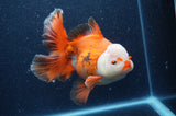 Thai Oranda  Red White 6.5 Inch (ID#404T7b-92)