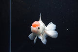 Juvenile Thai Oranda  Red White 4 Inch (ID#1217To12c-83) Free2Day SHIPPING