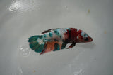 Candy Koi   Plakat Female Betta (ID#801-F518) Free2Day SHIPPING