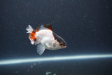 Baby Thai Oranda  Tricolor 3 Inch (ID#1101ToPTA-32) Free2Day SHIPPING