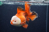 Thai Oranda  Red White 6.5 Inch (ID#404T7b-92)