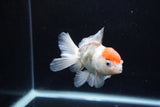 Juvenile Thai Oranda  Red White 4 Inch (ID#1217To12c-83) Free2Day SHIPPING