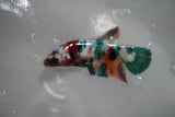 Candy Koi   Plakat Female Betta (ID#801-F518) Free2Day SHIPPING