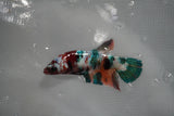 Candy Koi   Plakat Female Betta (ID#801-F518) Free2Day SHIPPING