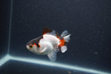 Baby Thai Oranda  Tricolor 3 Inch (ID#1101ToPTA-32) Free2Day SHIPPING