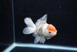 Juvenile Thai Oranda  Red White 4 Inch (ID#1217To12c-83) Free2Day SHIPPING