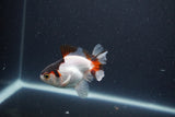 Baby Thai Oranda  Tricolor 3 Inch (ID#1101ToPTA-32) Free2Day SHIPPING