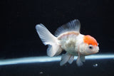 Juvenile Thai Oranda  Red White 4 Inch (ID#1217To12c-83) Free2Day SHIPPING