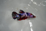 Candy Koi   Plakat Female Betta (ID#801-F519) Free2Day SHIPPING