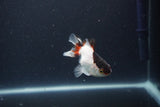 Baby Thai Oranda  Tricolor 3 Inch (ID#1101ToPTA-32) Free2Day SHIPPING